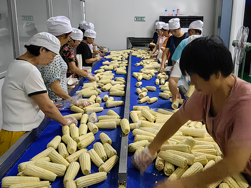 鲜食玉米加工设备